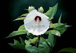 槿,白,花