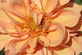 嬌琴紗,花,開花