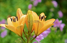 百合,花,植物