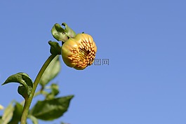 嬌琴紗,花,芽