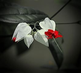 荣耀的凉亭,bagflower,clerodendrum thomsoniae