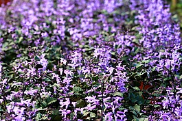 鮮花,紫色,花園