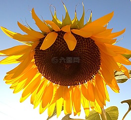 太陽花,黃色,太陽