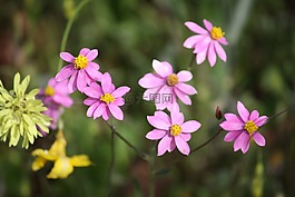 紙雛菊,花的,植物