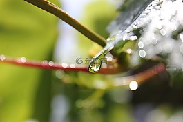 雨滴,葉子,廠