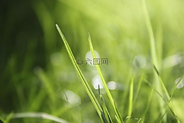 草,散景,性質(zhì)