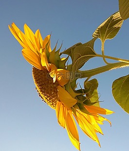 太陽花,花,黃色