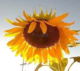 太陽花,花,黃色