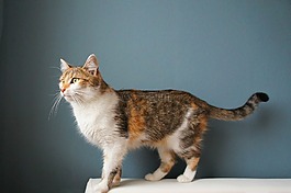 猫,strakatá,动物