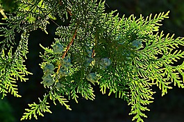 崖,常綠,分支機(jī)構(gòu)