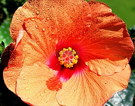 花,开花,芙蓉