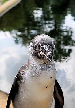 企鵝,鳥,動物
