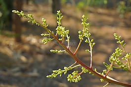 芒果花,花,精英芒果