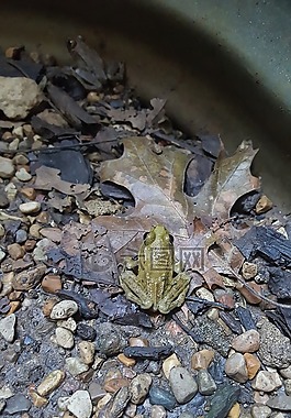青蛙,蟾蜍,兩棲類
