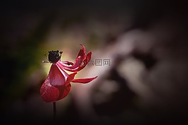 海葵,紅色,紅色海葵