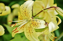 百合,花,植物