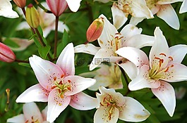 百合,花,植物