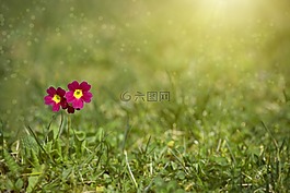 草地,草草,報春花