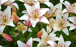百合,花,植物