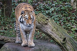 虎,amurtiger,动物园