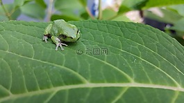 青蛙,蟾蜍,兩棲類