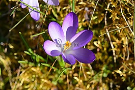 藏紅花,紫,開(kāi)花