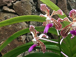 蘭花,花,野生