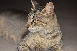 貓,brindle,弗利納