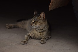 猫趴,自卑,猫躺在