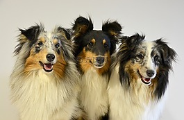 牧羊犬setland,群岛的苏格兰,三色