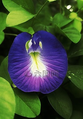 花,葉子,綠色
