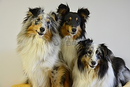 設得蘭群島牧羊犬,狗,肖像