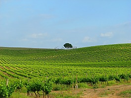 红酒,酒厂,uva