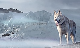 赫斯基,狗,冰川
