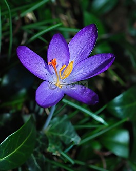 藏紅花,花,開花