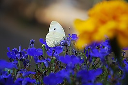 蝴蝶,昆蟲,花