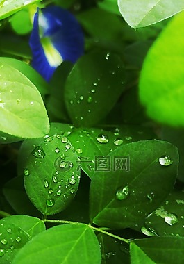 花,葉子,滴