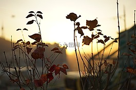 葉,發(fā)光,公園