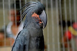 鸚鵡,鳥(niǎo),黑鳥(niǎo)