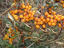 鼠李,黃色漿果,貝里