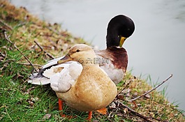 鴨,野生的,鳥