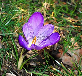 藏紅花,開花,花