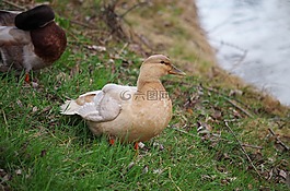鴨,野生的,鳥