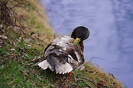 鴨,野生的,鳥