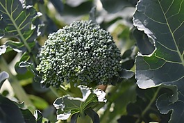 西蘭花,花園,蔬菜