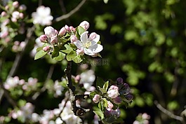 蘋果樹開花,性質(zhì),春天