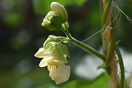 綠豆,花,花園