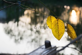 秋天的落葉,水