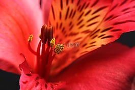 特寫,花,開花