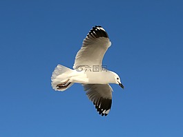鳥,翅膀,飛行